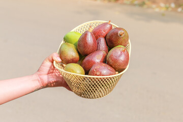 Fresh avocados in a basket where women trade fruit in rural Thailand look delicious. The fruit has many health benefits and is famous for its medical practice.