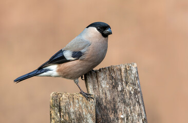 Eurasian bullfinch female ( Pyrrhula pyrrhula )