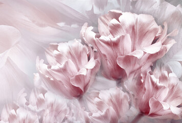 Tulips pink  flowers  on white background.  Floral  spring  background.  Close-up. Nature. - Powered by Adobe