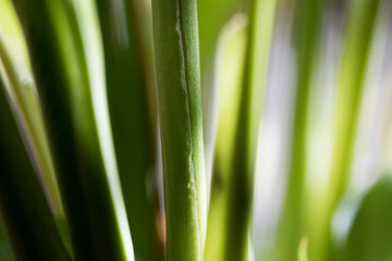 Fototapeta na wymiar Green plant