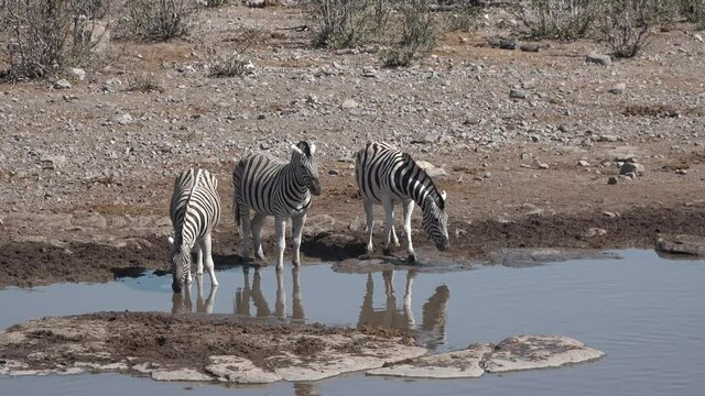 Africa. Wildlife. The zebras drink water from the lake. Safari in a national park in Namibia.