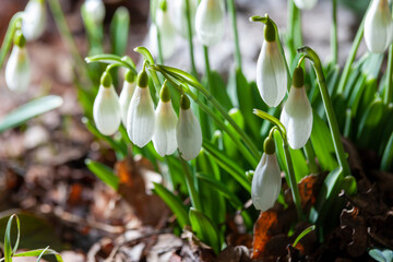spring snowdrop flowers