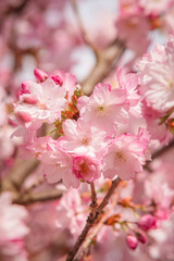 Collection de Cerisiers du Japon, lac de la Balme de Sillingy