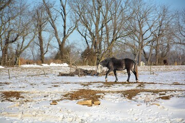 horse in snow