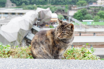 Cat's view in Taiwan