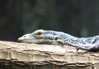 Blue spotted tree monitor is lying on the tree branch. Closeup size. Upper part of the body.