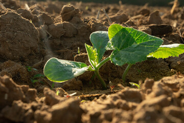 plant in the ground