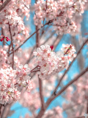 Pink cherry blossoms all over the branches