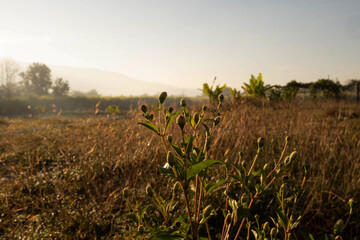field in the morning