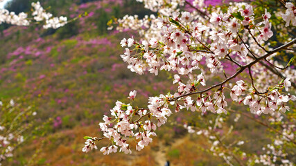 a mountain ridge with Korean rosebay in bloom