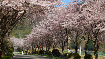 cherry blossoms blooming on both sides of the country road