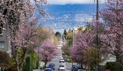 Cherry Blossom Street Corridor view to waterfront and mountain from high elevation