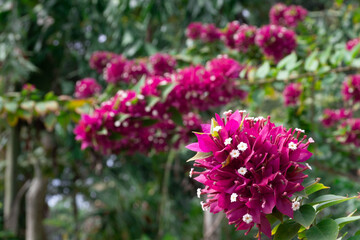 pink and purple flowers