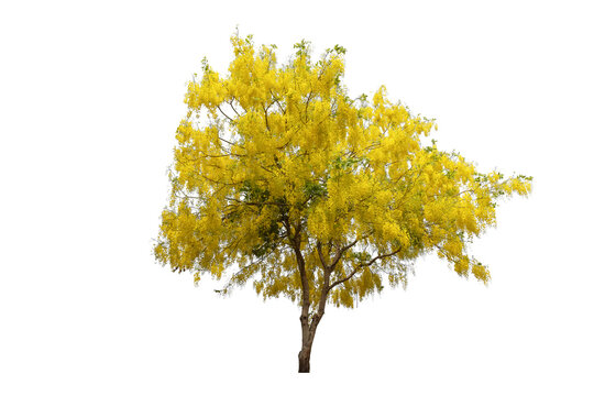 Cassia fistula yellow flowers tree blooming isolated on white background