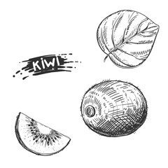 Hand drawn sketch black and white kiwi fruit, slice. Vector illustration. Elements in graphic style label, card, sticker, menu, package. Engraved style illustration.