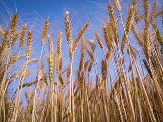 Ears of wheat in the background. Ripe cereal Yellow ears of the Spanish field.