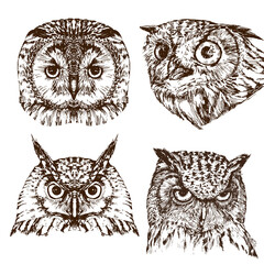 Hand drawn owl portraits set, isolated on white, vector illustration