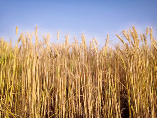 natural background with ripe ears and grains of wheat matured on a crop agricultural field on a...