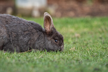 close up of a cute grey rabbit eating on the green grass field in the park