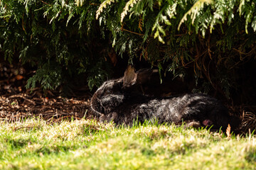 one cute black rabbit resting under the shade of pine tree in the park on a sunny day