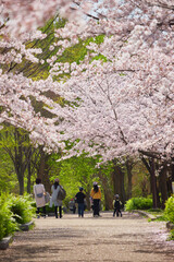 Fototapeta premium 春の桜満開の公園で花見している人々の姿