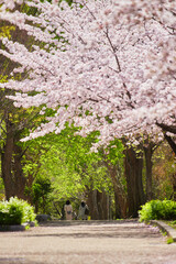 春の桜満開の公園で花見している人々の姿