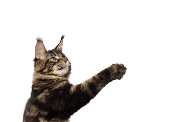 Portrait of Playful Maine Coon Cat Raising up paw Isolated on White Background
