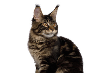 Portrait of Maine Coon Cat Isolated on White Background, Profile view