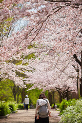 春の桜満開の公園で花見している人々の姿