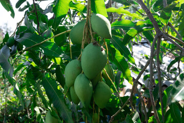 green apples on the tree