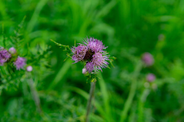 高山植物 月山 山形 霊山 霊峰 出羽三山 登山 トレッキング 絶景