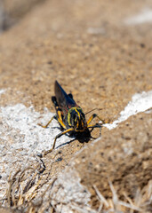 Large painted locust schistocerca melanocera in North Seymour, Galapagos