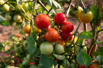 red tomatoes