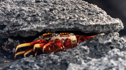 Sally Lightfoot crab Grapsus grapsus, mating in a hole, Galapagos