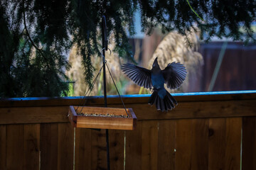 Stellar Jay