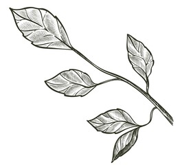 Twig with leaves, decorative branch with foliage