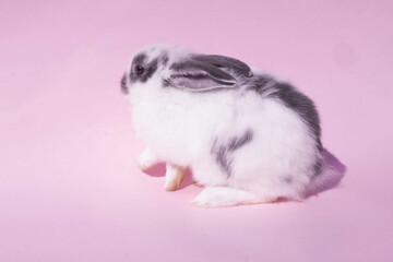 rabbit