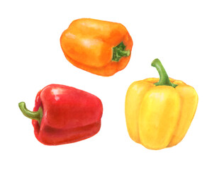 パプリカ　野菜の手描きイラスト