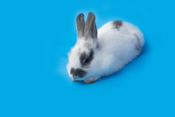 white rabbit on blue background