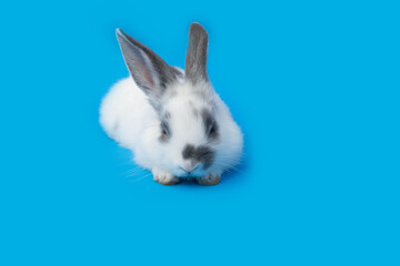 white rabbit on blue background