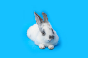 white rabbit on blue background