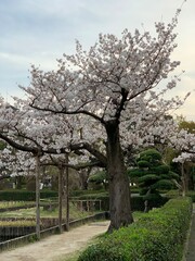 blossom tree