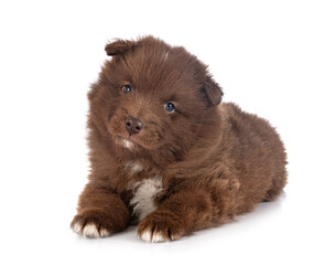 puppy Finnish Lapphund in studio