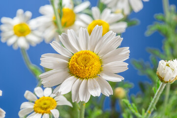 Blooming flower heads of chamomile close-up.
