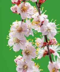 Blooming apricot branch on green background.  Symbol of life beginning and the awakening of nature.