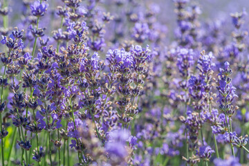 Field of lavender flowers close up. Beautiful nature background.