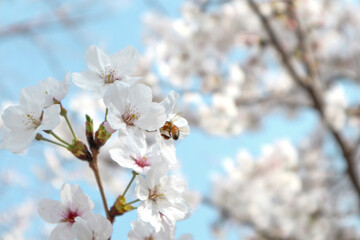 벚꽃, cherry blossom