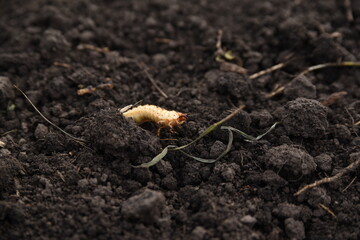 may beetle larva on black excavated ground