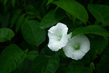 white rose flower