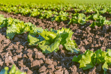 Young cabbage plants close up in a rows, sowing season in early spring. Agricultural field in Santa Barbara County, California